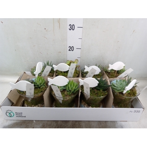 Arr.  Succulents L%