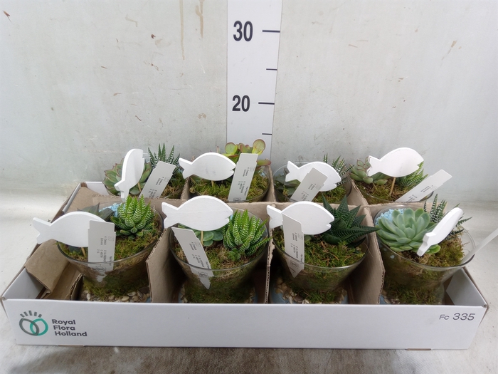 <h4>Arr.  Succulents L%</h4>