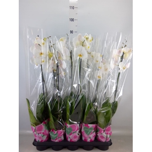 Phalaenopsis   ...white