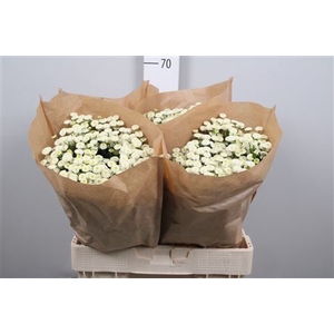 Tanacetum parth. 'Rio'