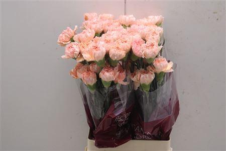 <h4>Di St Peach Mambo</h4>