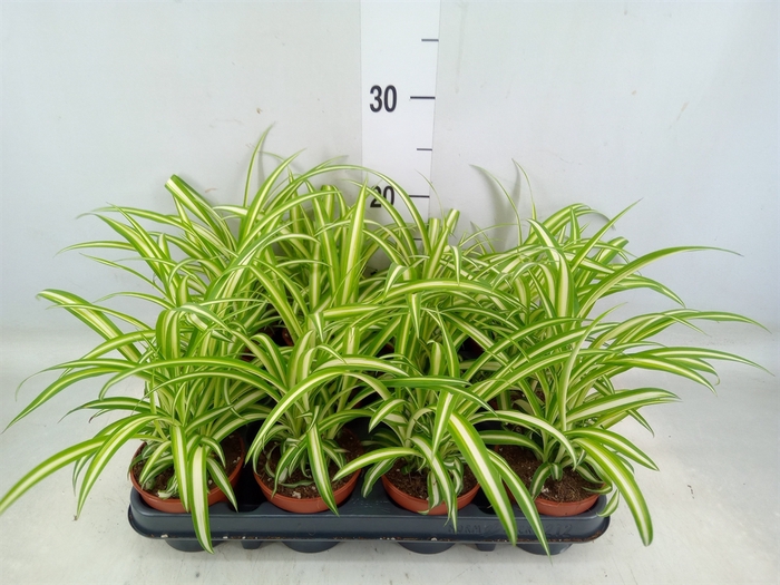 <h4>Chlorophytum com. 'Variegatum'</h4>