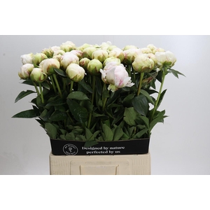 Paeonia Bowl Of Cream