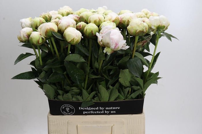 <h4>Paeonia Bowl Of Cream</h4>