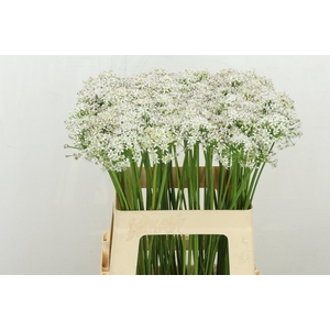 Allium Tuberosum