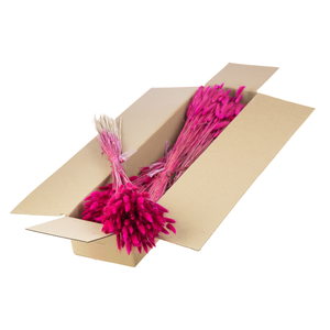 Lagurus Ovatus Sb Cerise