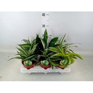 Dracaena   ...mix