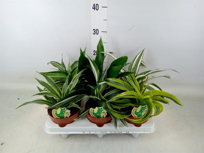 <h4>Dracaena   ...mix</h4>