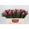Protea Pink Ice