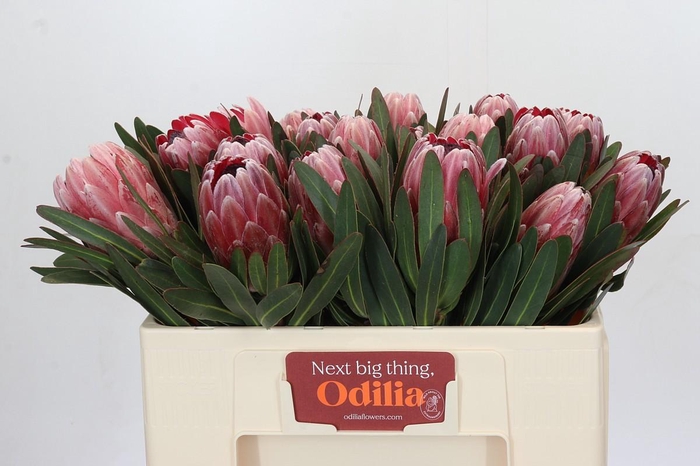 <h4>Protea Pink Ice</h4>