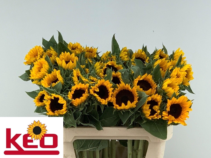 <h4>HELI SUNRICH ORANGE</h4>