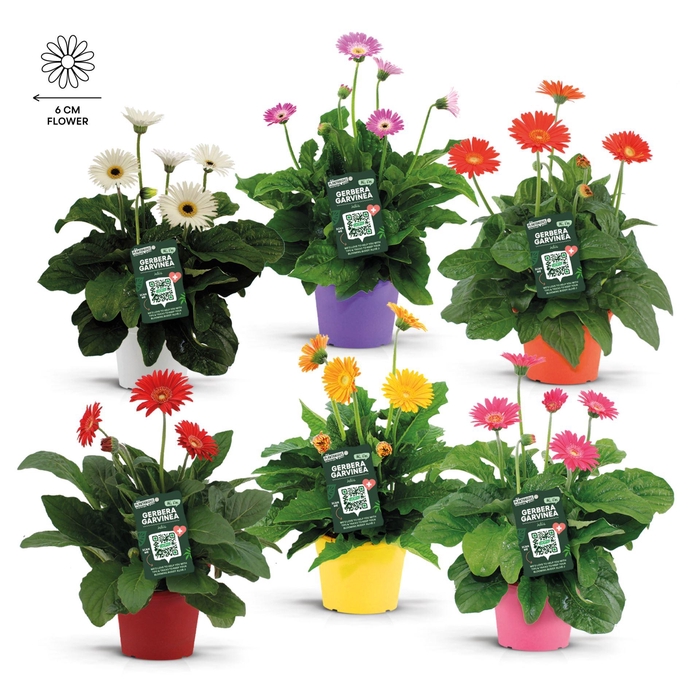<h4>Gerbera Garvinea</h4>