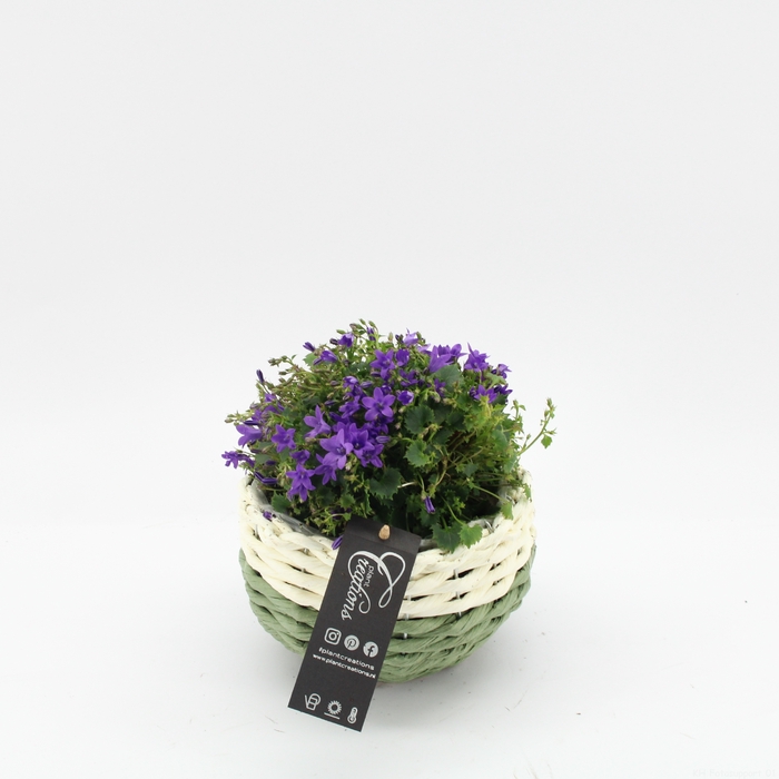 CACR-2421 Campanula creatie