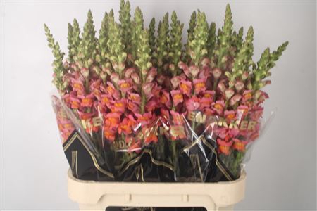<h4>Antirrhinum Nl. Orange Avignon</h4>
