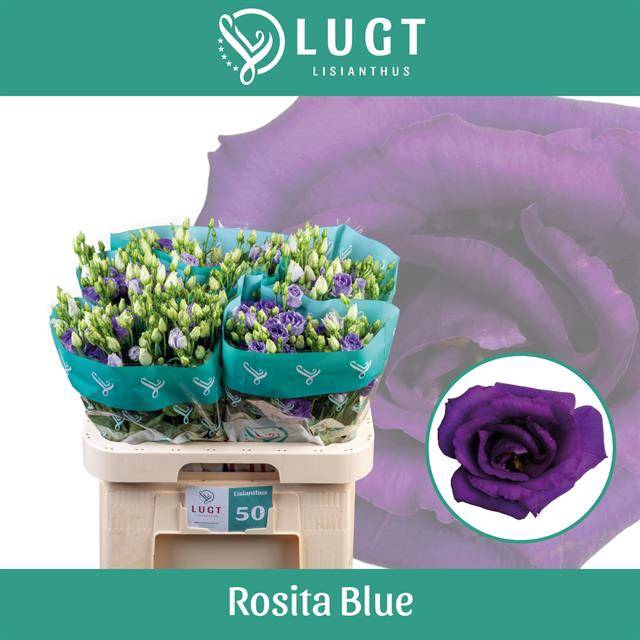 <h4>EUS G ROSI BLUE</h4>