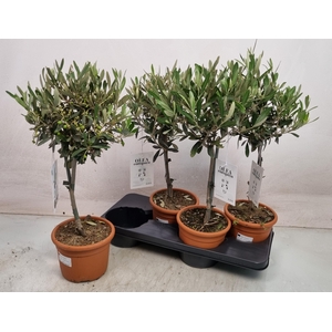 OLEA EUROPAEA