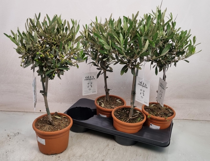 <h4>OLEA EUROPAEA</h4>