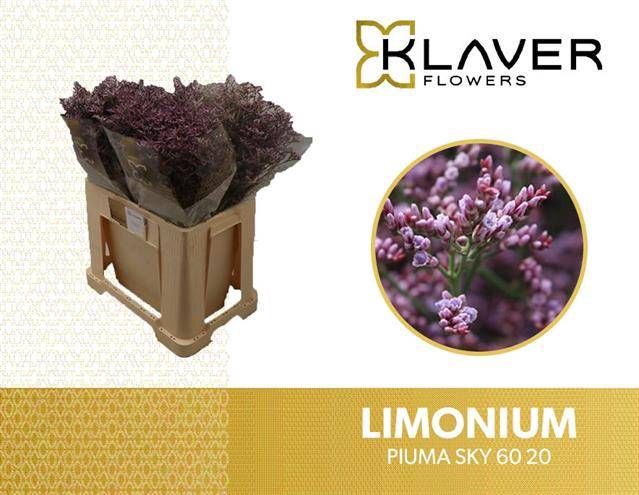 <h4>LIM PIUMA SKY</h4>