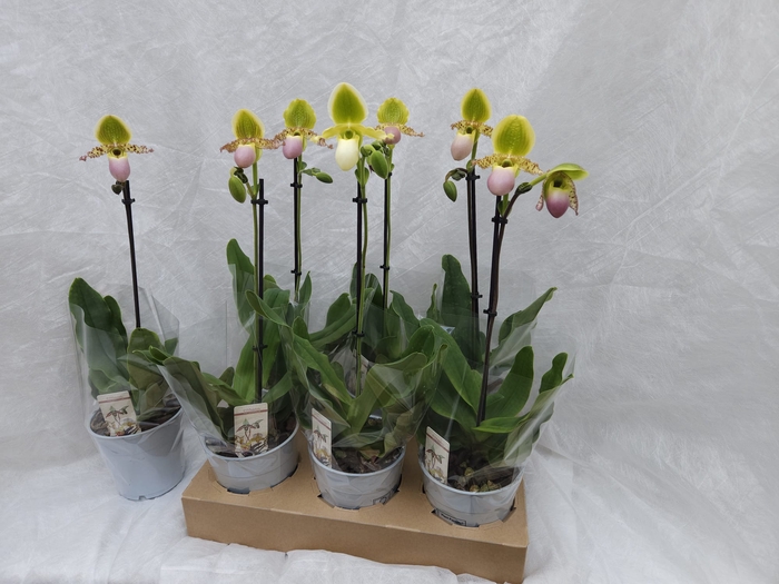 <h4>PAPH MULTIFLOWER GEM</h4>