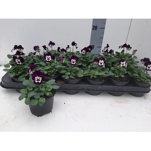 VIO CO EM JOLLY FACE