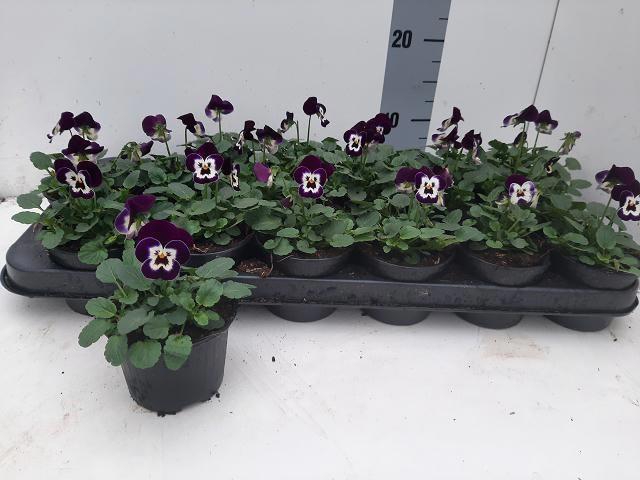 <h4>VIO CO EM JOLLY FACE</h4>