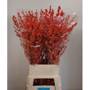 ILEX VE WINTER GOLD