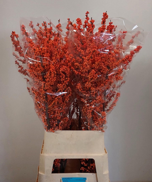 <h4>ILEX VE WINTER GOLD</h4>