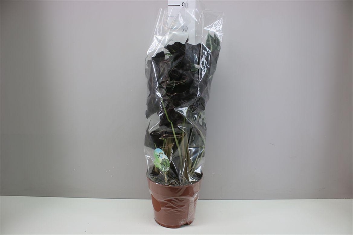 <h4>Alocasia X Amazonica A2</h4>