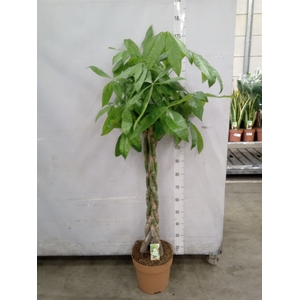 Pachira aquatica