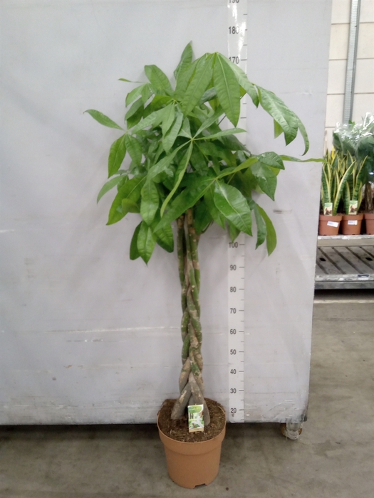 <h4>Pachira aquatica</h4>