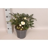 Helleborus Mont Blanc