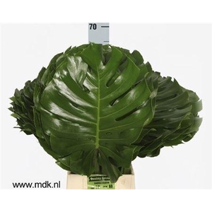 Monstera Blad