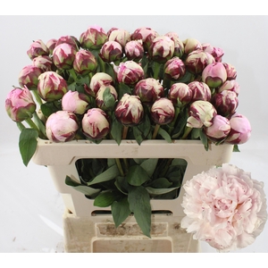 PAEO L REINE HORTENS