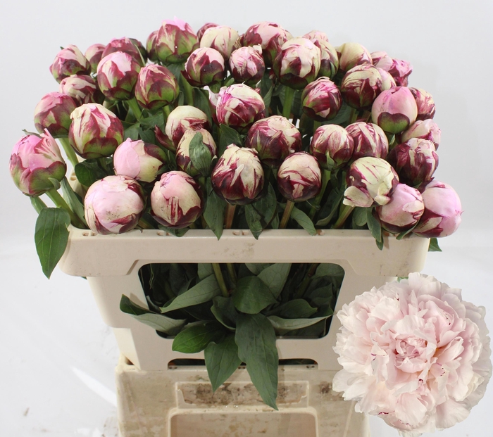 <h4>PAEO L REINE HORTENS</h4>