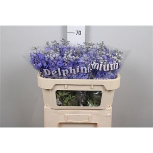 Delph Du Ov Blauw
