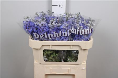 <h4>Delph Du Ov Blauw</h4>