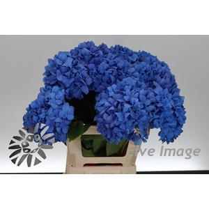 Hydrangea royal king classic