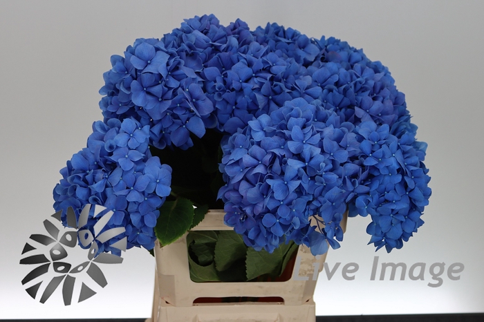 <h4>Hydrangea royal king classic</h4>