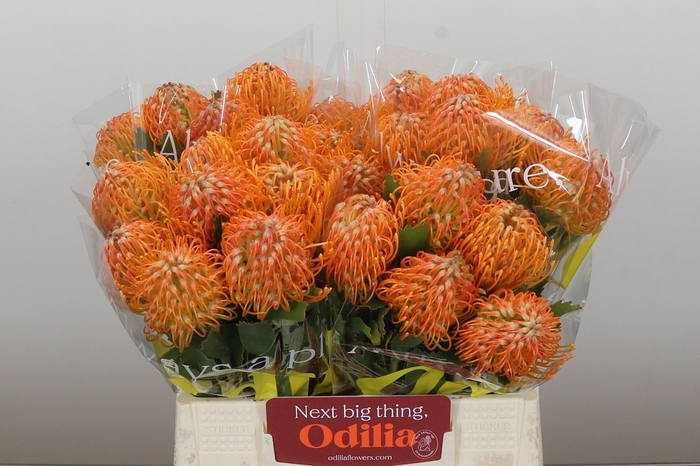 Nutans Soleil