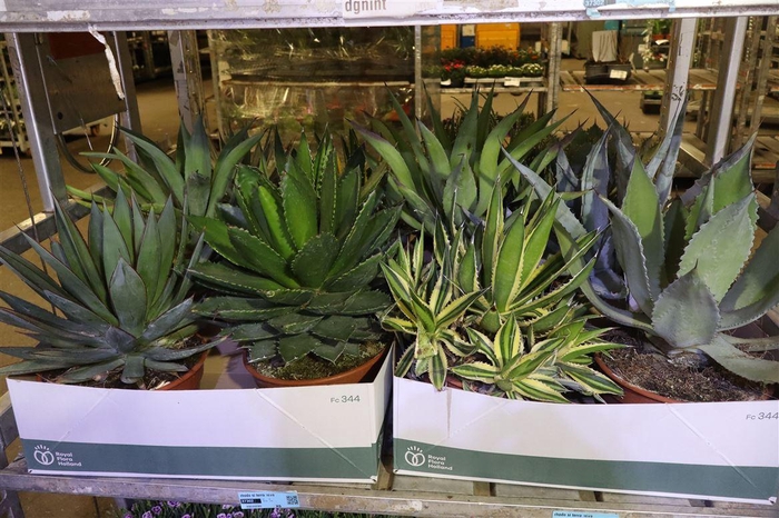 <h4>Agave Ov Mixbox</h4>