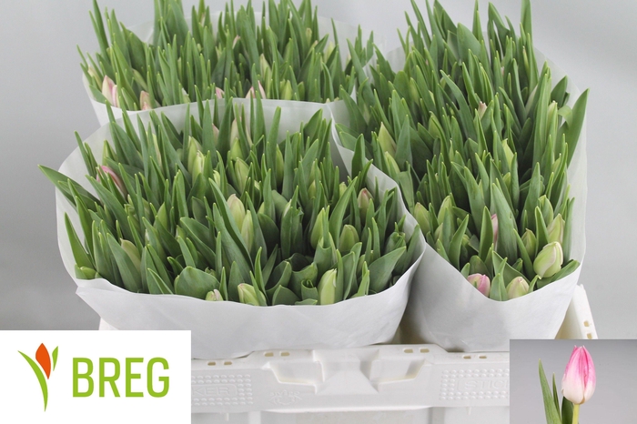 <h4>TU EN FIRST CLASS</h4>