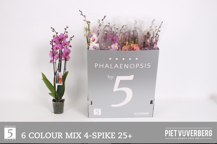 <h4>PHAL GEM 6 KL</h4>