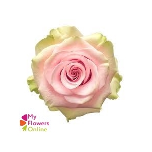 R Gr Absolute in Pink Pink 50cm EC