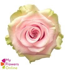 R Gr Absolute in Pink Pink 50cm EC