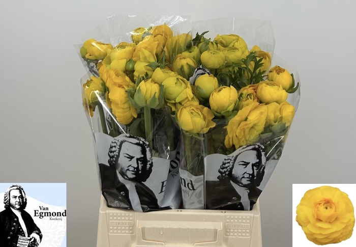 <h4>RAN AAZUR YELLOW</h4>