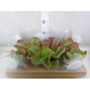 Kalanchoe NF thyrsiflora