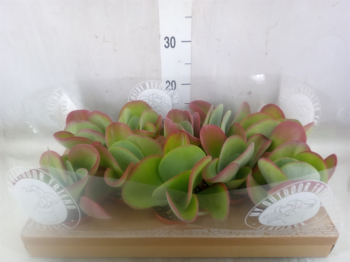 <h4>Kalanchoe NF thyrsiflora</h4>