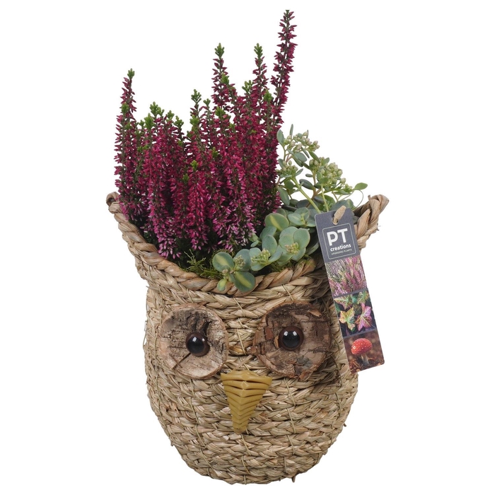 <h4>Arr.   Tuinplanten L%</h4>