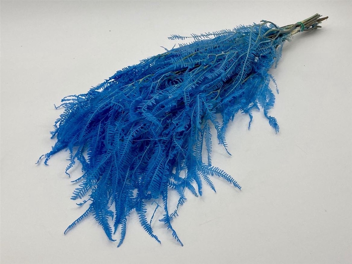 Pres Helecho Blue Bunch