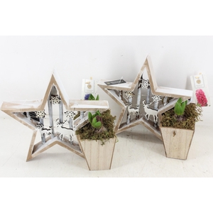 arr4 Hyacint FL - Houten ster LED